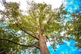 Best Tree and Shrub Care  in Deer Park, TX